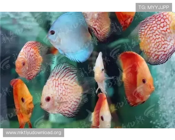 博鱼官网下载地址分享,确保每位玩家都能顺利下载安装 博鱼官网下载地址分享,确保每位玩家都能顺利下载安装